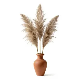 Pampas grass plume