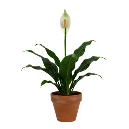 Peace lily in bloom