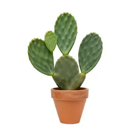 Prickly pear pad