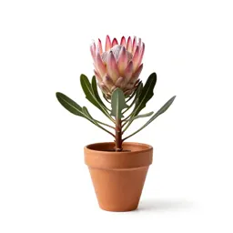 Protea flower