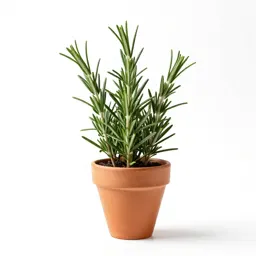 Rosemary sprig