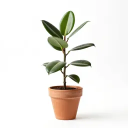 Rubber plant