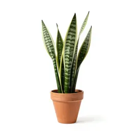 Snake plant
