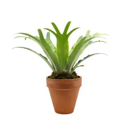 Staghorn fern mounted