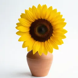 Sunflower head