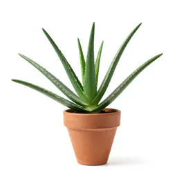 Aloe vera rosette