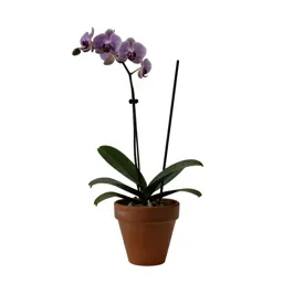 Orchid with arching stems