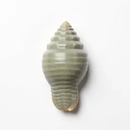 Fossil trilobite