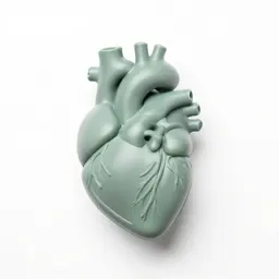 Anatomical heart model