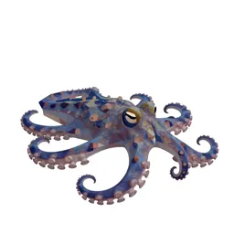 Blue-ringed octopus