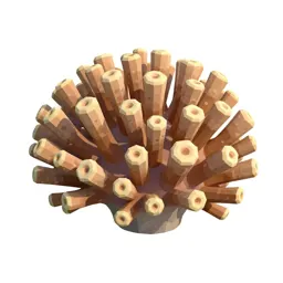 Coral polyp colony
