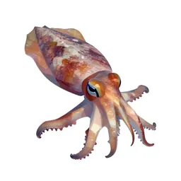 Cuttlefish changing colour
