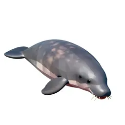Dugong grazing