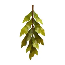 Kelp holdfast