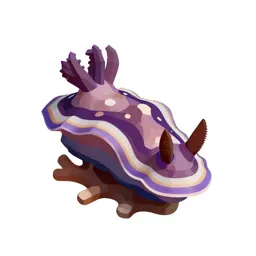 Nudibranch on coral