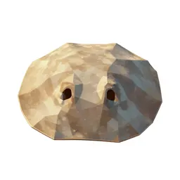 Sand dollar burrowing