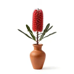Banksia flower