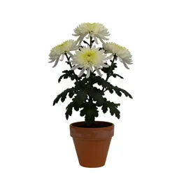 Chrysanthemum