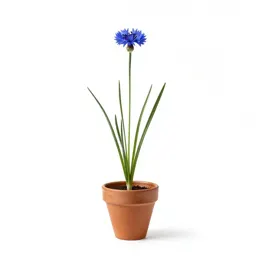 Cornflower