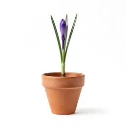 Crocus