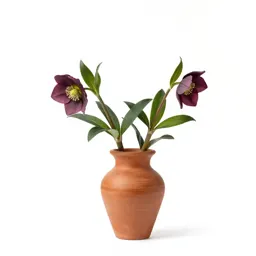 Hellebore nodding