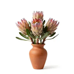King protea