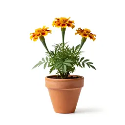Marigold