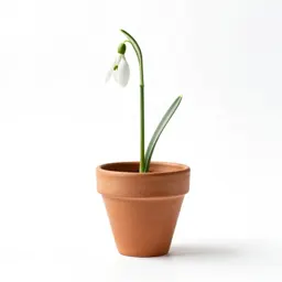 Snowdrop