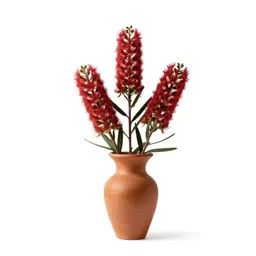 Waratah