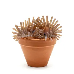 Anemone