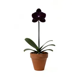 Orchid spray