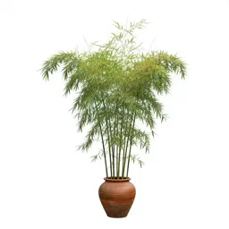 Bamboo grove