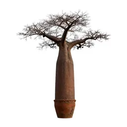 Baobab