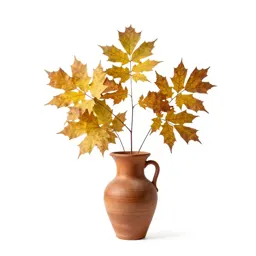 Beech in autumn
