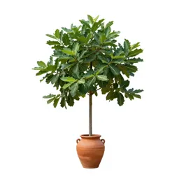 Cabbage tree