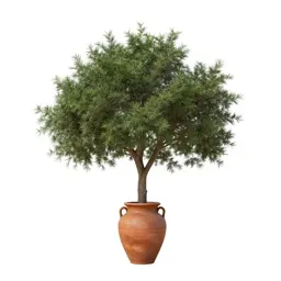 Cedar of Lebanon