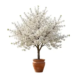 Cherry tree in blossom