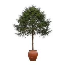 Coastal redwood