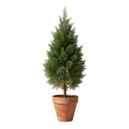 Cypress