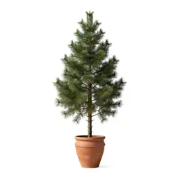 Douglas fir