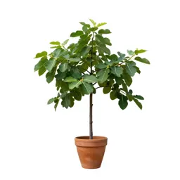 Fig tree with fruit