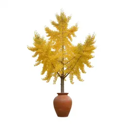 Gingko in autumn