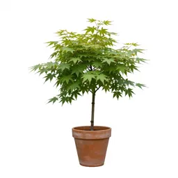 Japanese maple