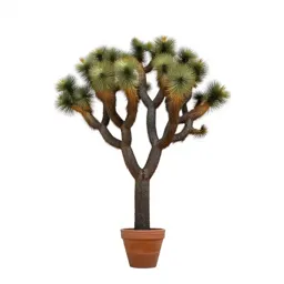Joshua tree