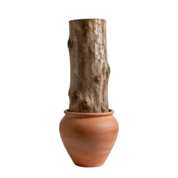 Kauri trunk