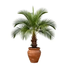 Nikau palm