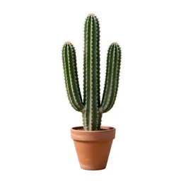 Saguaro cactus