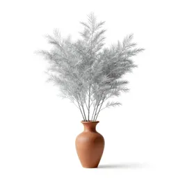 Silver beech