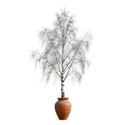Silver birch stand
