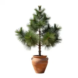 Stone pine